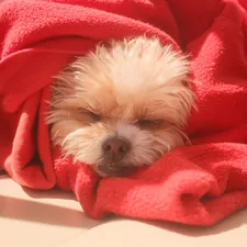 Summer Fun related to Sleeping Comfort: Top Bed Sheets on Amazon