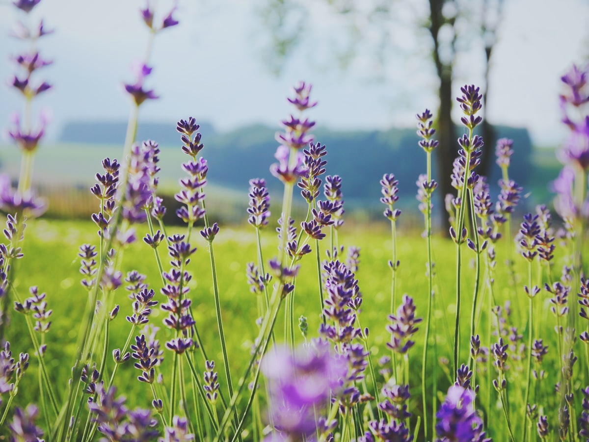 Sweet lavender in a green field related to Transform Your Nursery with Lavender Crib Bedding Sets