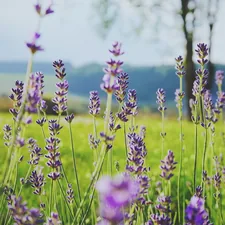 Sweet lavender in a green field related to Transform Your Nursery with Lavender Crib Bedding Sets