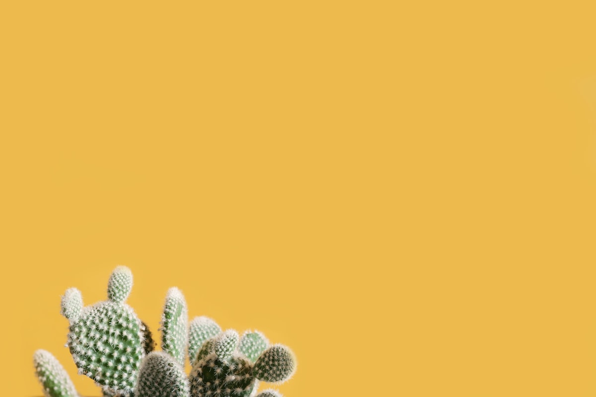 The Hero is the Cacti 🙌🏻🌵
Lots of negative space for you to do your thing! related to Brighten Your Space with Yellow Window Valances