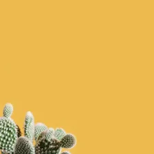 The Hero is the Cacti 🙌🏻🌵
Lots of negative space for you to do your thing! related to Brighten Your Space with Yellow Window Valances