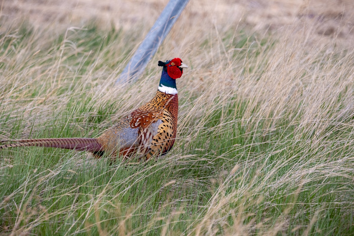 The Ring-Necked Pheasant was introduced to North America in the late 1800s as a game bird and it is found in weedy roadsides in southern Alberta. Many are raised and released each year for hunting season. It's iridescent colors along with the white ring make the bird  unmistakable, The rooster's crow is sounds similar to a rusty gate opening. .  related to Discover the Charm of Pheasant Field Bed and Breakfast