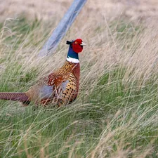 The Ring-Necked Pheasant was introduced to North America in the late 1800s as a game bird and it is found in weedy roadsides in southern Alberta. Many are raised and released each year for hunting season. It's iridescent colors along with the white ring make the bird  unmistakable, The rooster's crow is sounds similar to a rusty gate opening. .  related to Discover the Charm of Pheasant Field Bed and Breakfast