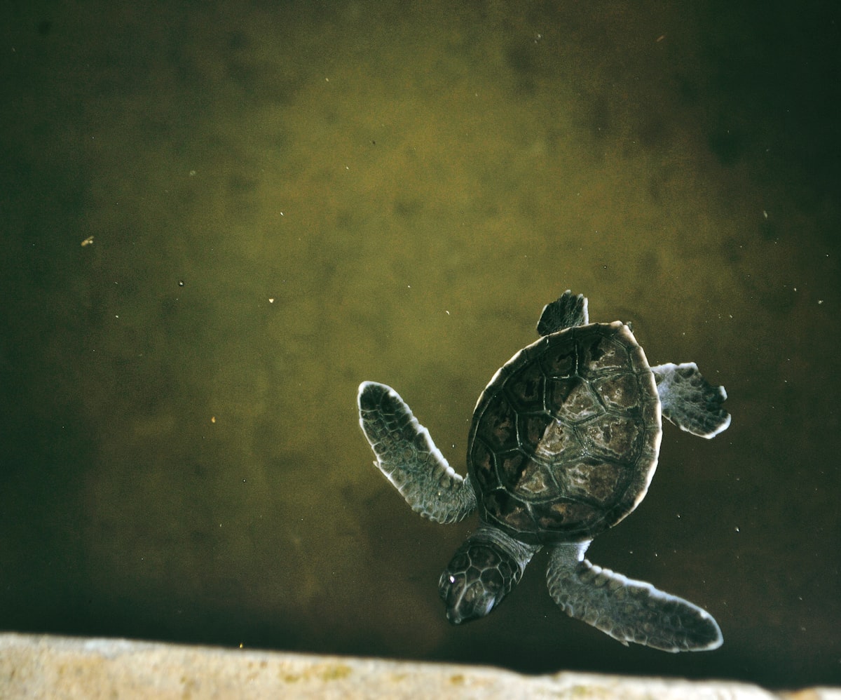 these guys usually dont stand a chance in the wild, this turtle sanctuary might help? related to Nurturing Nature's Treasures: Choosing the Best Turtle Baby Bedding