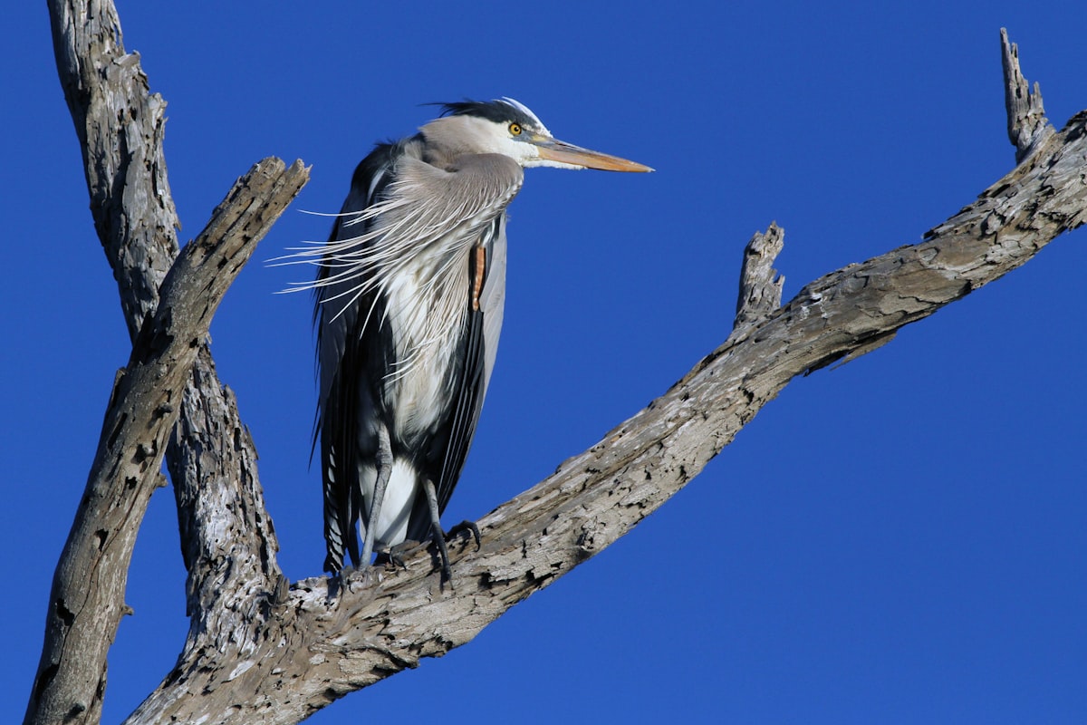 This Great Blue Heron sits in a tree in Southern California. related to A Serene Getaway by the Water