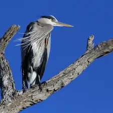 This Great Blue Heron sits in a tree in Southern California. related to A Serene Getaway by the Water