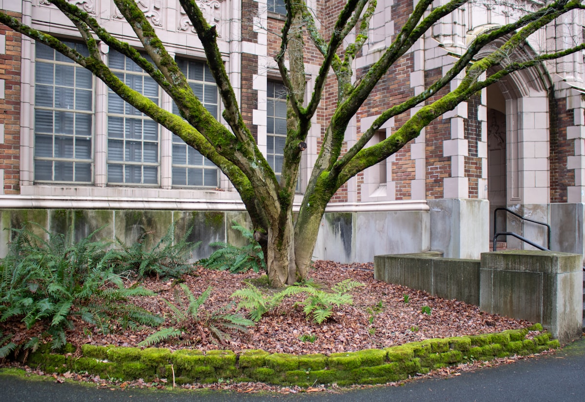 This ground-level shot captures a tree with moss-covered branches growing in front of Thomson Hall at UW Seattle. related to Welcome Home: Enhancing Your Entryway with the Perfect Tree Hall