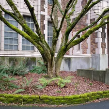 This ground-level shot captures a tree with moss-covered branches growing in front of Thomson Hall at UW Seattle. related to Welcome Home: Enhancing Your Entryway with the Perfect Tree Hall