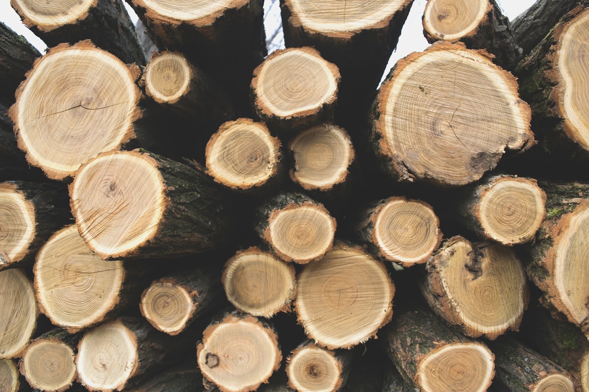 Tree rings pattern related to Discover the Best Chiminea Wood for Sale: A Comprehensive Guide