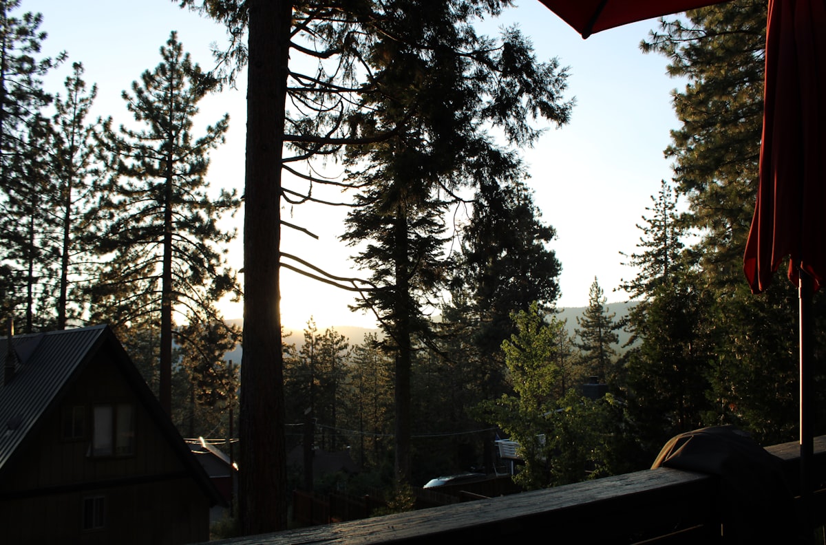 Trees and a cabin are seen in the woods. related to Explore Cozy Stays Near Yosemite