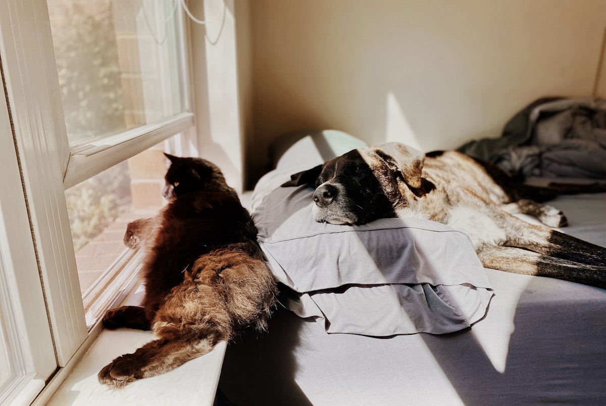 two dogs laying on a bed next to a window related to The Critter Clash: Unmasking the Difference Between Fleas and Bed Bugs