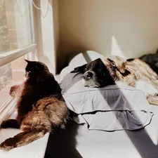 two dogs laying on a bed next to a window related to The Critter Clash: Unmasking the Difference Between Fleas and Bed Bugs
