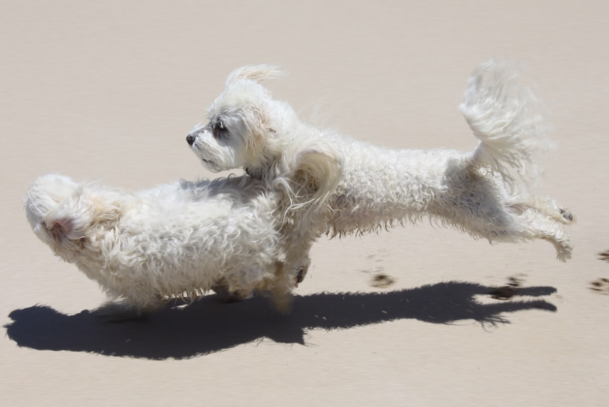 Two Dogs (Smith Beach, WA)) related to Maltese Coverlet Sets