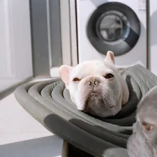 Two french bulldogs resting on a bed. related to Pamper Your Pet: The Ultimate Guide to Floating Dog Beds
