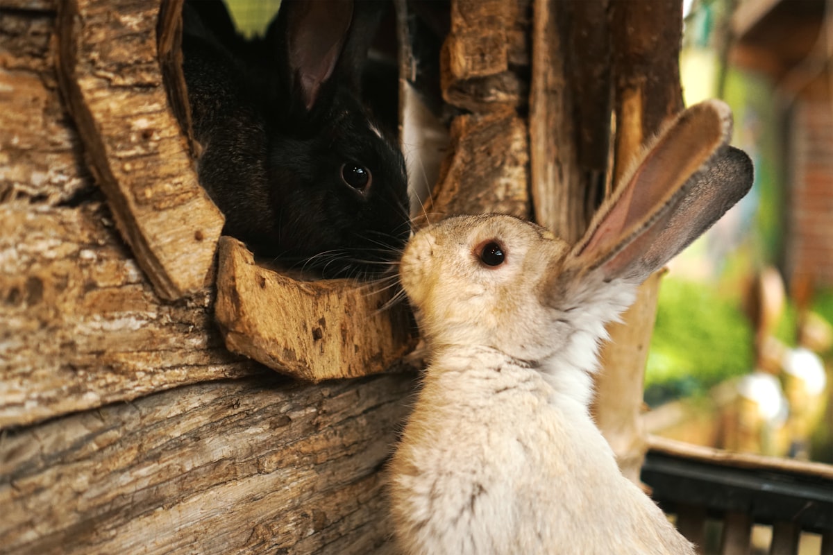 two rabbits related to Best Rabbit Bedding: Choosing Comfort and Safety for Your Bunny