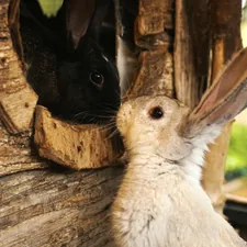 two rabbits related to Best Rabbit Bedding: Choosing Comfort and Safety for Your Bunny