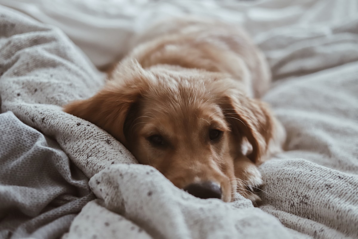 Wake up, Miller pt. II related to The Great Canine Conundrum: Dog Pees on Bed