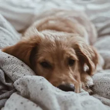 Wake up, Miller pt. II related to The Great Canine Conundrum: Dog Pees on Bed