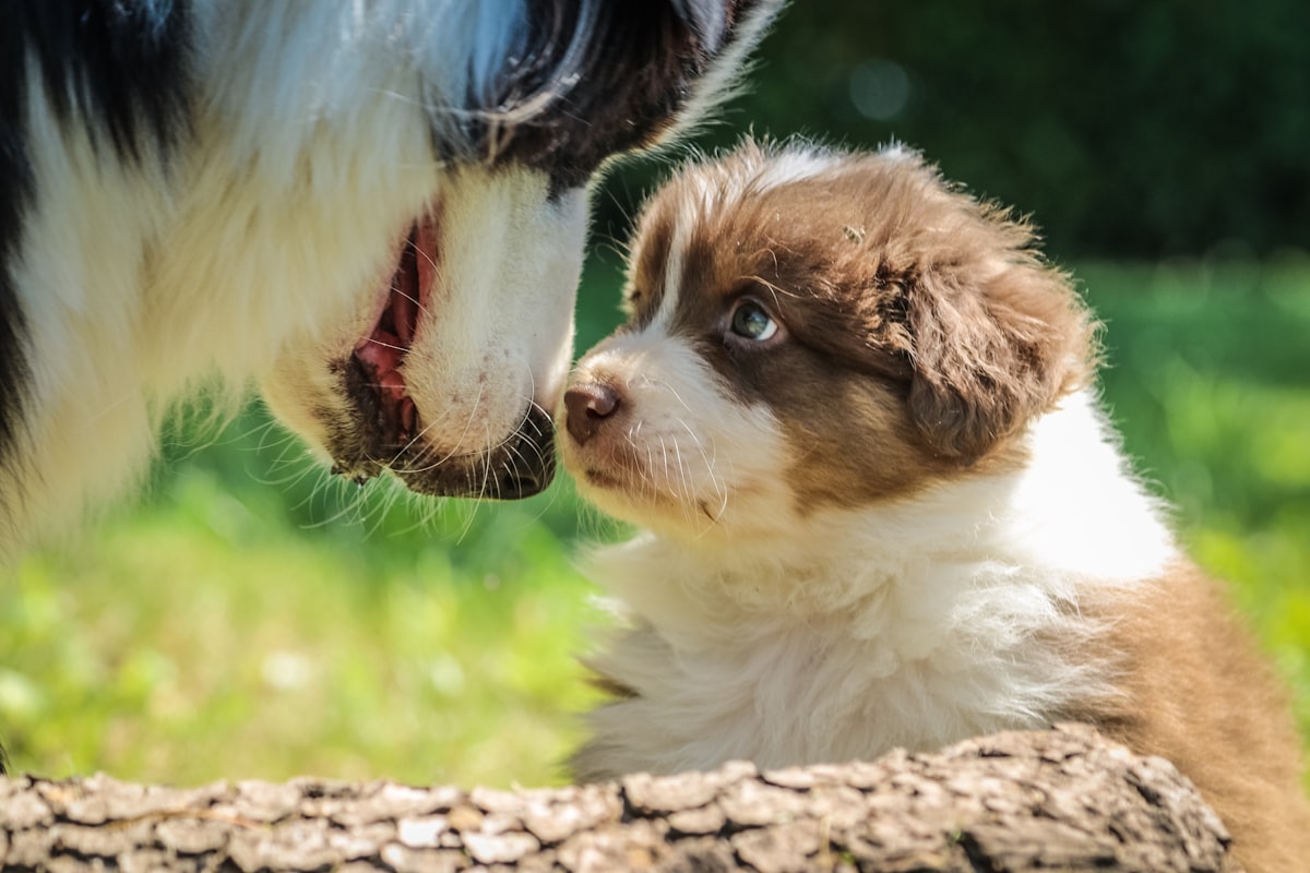 when the look of a child is lost in that of his mother …

More photos and videos of Australian Shepherd babies on our facebook page “bbbergeraustralien” related to The Ultimate Guide to Choosing the Perfect Dog Nesting Bed