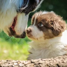 when the look of a child is lost in that of his mother …

More photos and videos of Australian Shepherd babies on our facebook page “bbbergeraustralien” related to The Ultimate Guide to Choosing the Perfect Dog Nesting Bed