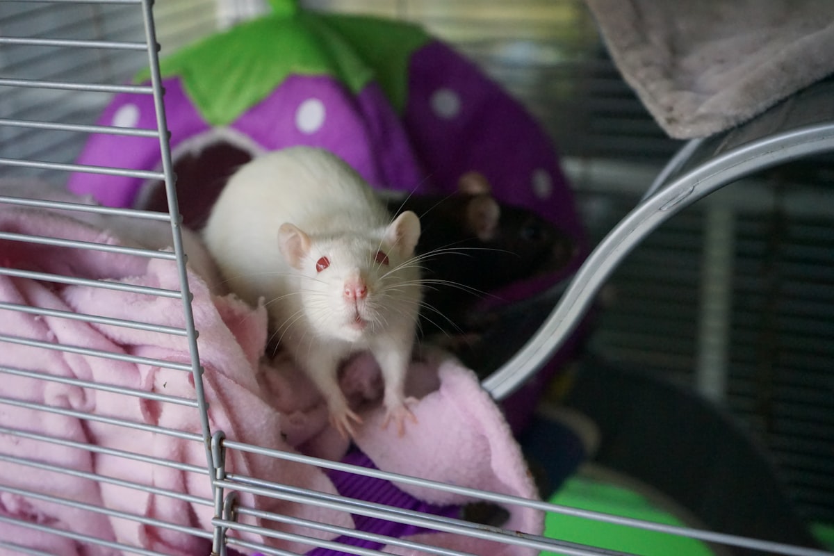 White Albino Rat related to Best Bedding for Rats: A Comprehensive Guide for Happy, Healthy Pets