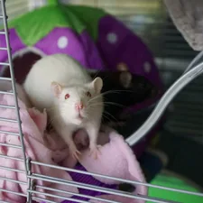 White Albino Rat related to Best Bedding for Rats: A Comprehensive Guide for Happy, Healthy Pets