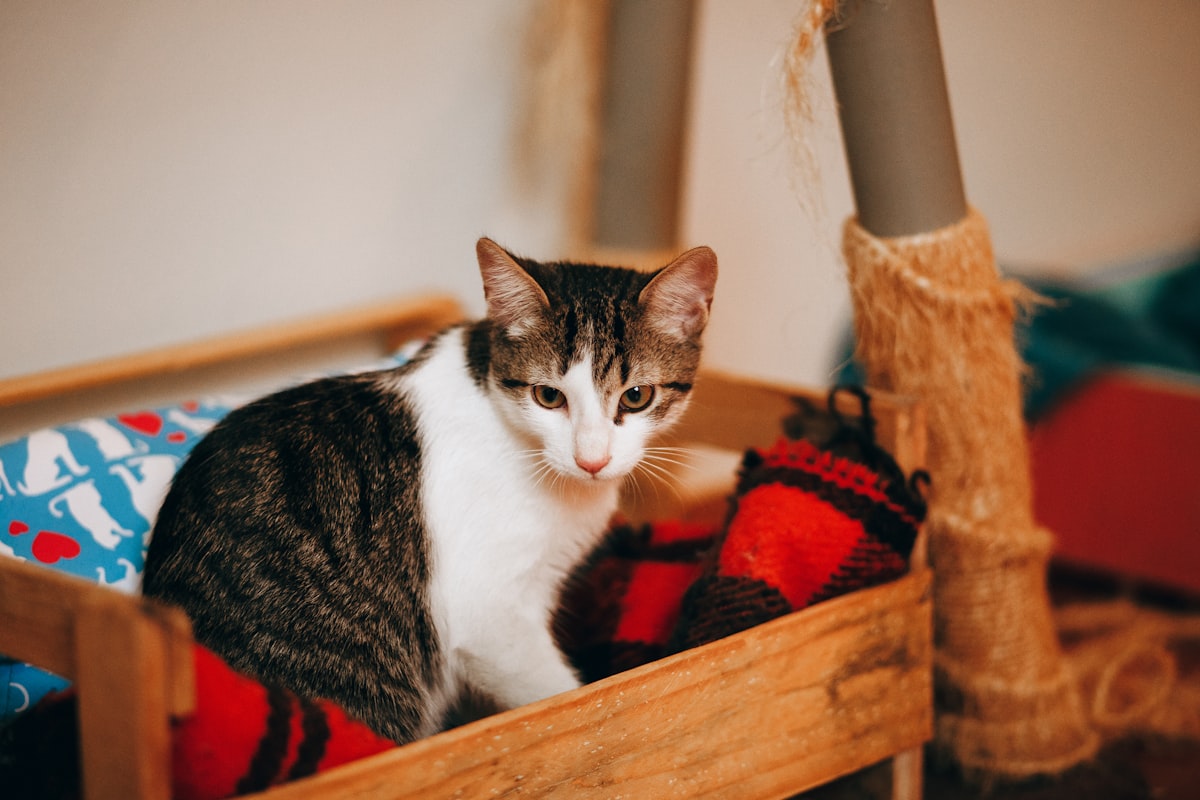 white and black tabby cat on red textile related to Purrfect DIY Cat Beds: Spark Joy and Comfort for your Feline Friend