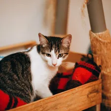 white and black tabby cat on red textile related to Purrfect DIY Cat Beds: Spark Joy and Comfort for your Feline Friend