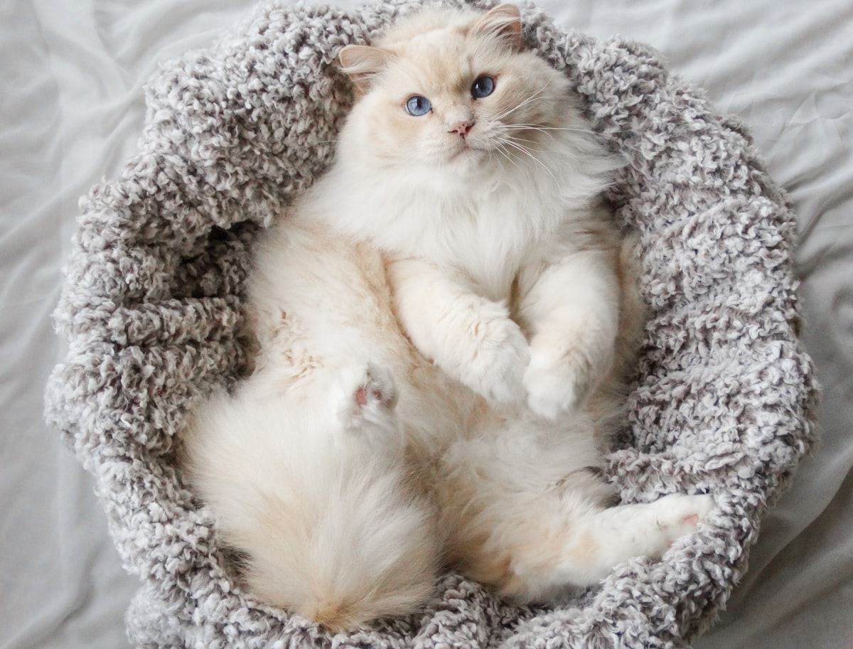 white and brown cat lying on white and black textile related to Majestic Pet Bagel Bed: The Cuddle Haven Your Furry Friend Deserves
