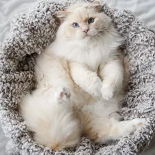white and brown cat lying on white and black textile related to Majestic Pet Bagel Bed: The Cuddle Haven Your Furry Friend Deserves