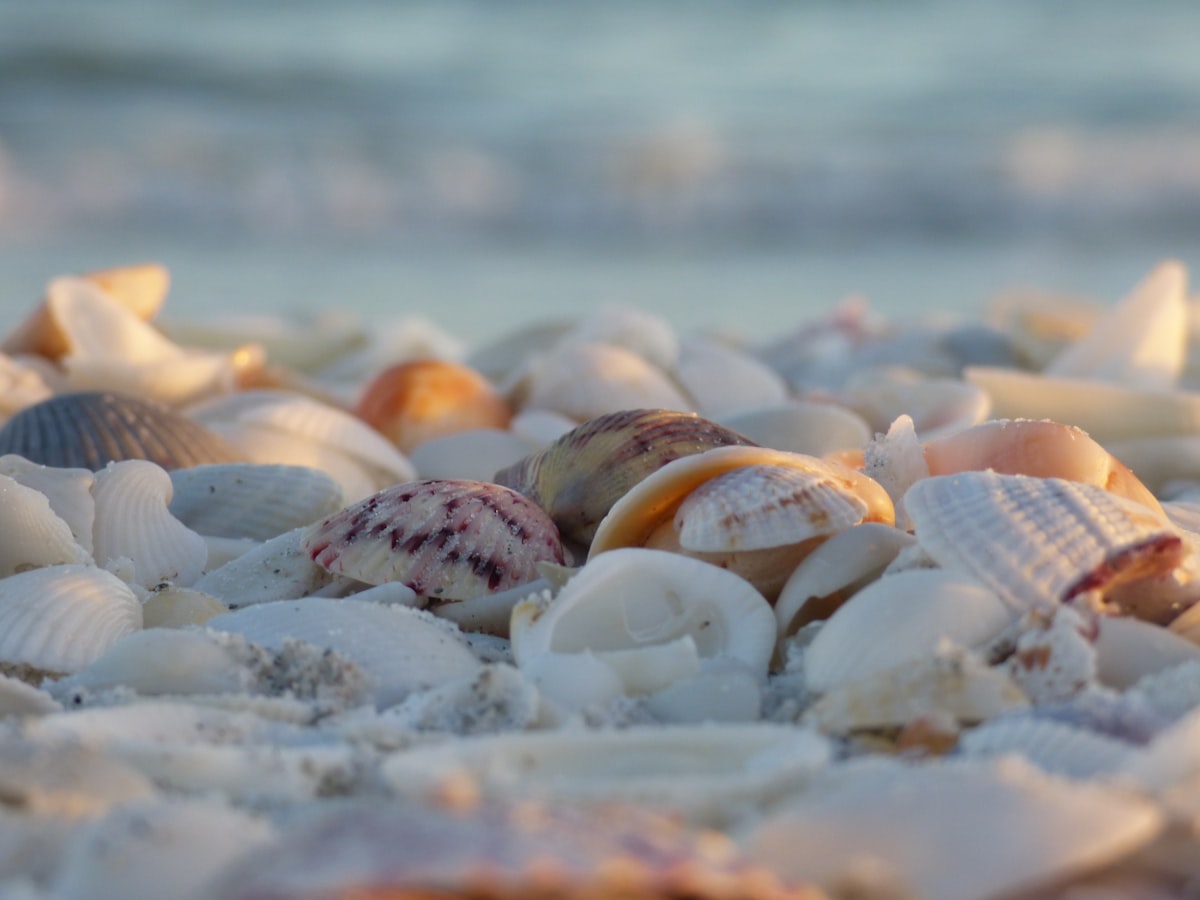 white and brown seashells on white snow related to Escape to Paradise: Discover the Charm of Sanibel Island's B&Bs