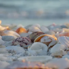 white and brown seashells on white snow related to Escape to Paradise: Discover the Charm of Sanibel Island's B&Bs