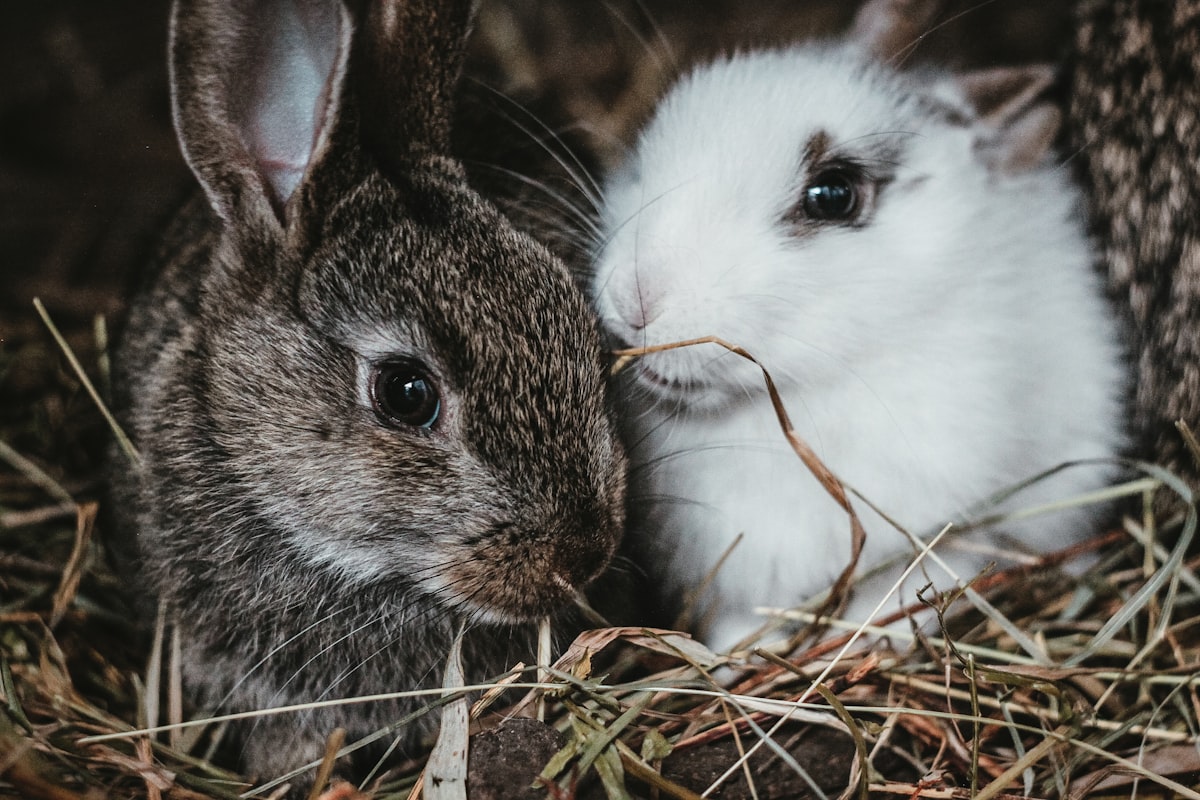 white and gray rabbit on brown nest related to Best Rabbit Bedding: Choosing Comfort and Safety for Your Bunny