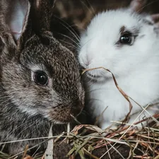 white and gray rabbit on brown nest related to Best Rabbit Bedding: Choosing Comfort and Safety for Your Bunny