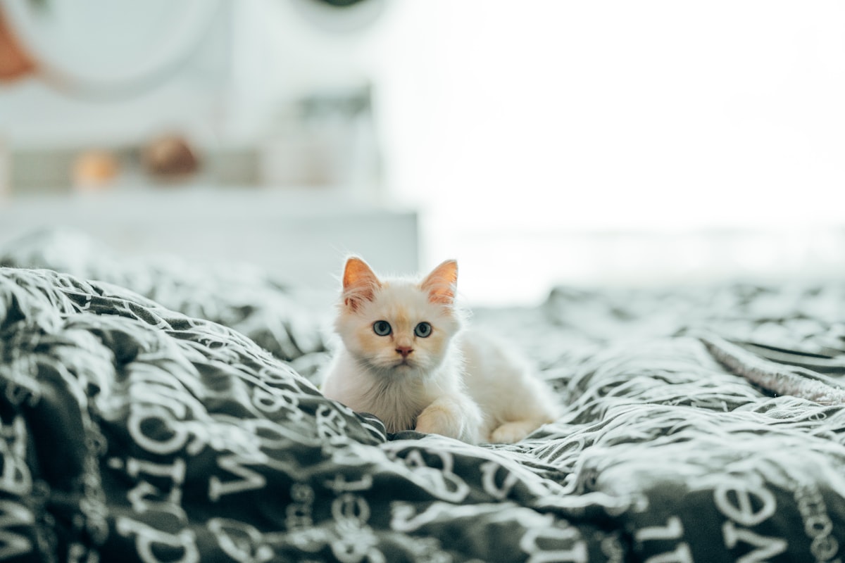 white cat on black and white textile related to Cat Bedding Sets: The Ultimate Comfort for Your Feline Friend