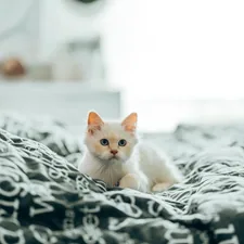 white cat on black and white textile related to Cat Bedding Sets: The Ultimate Comfort for Your Feline Friend