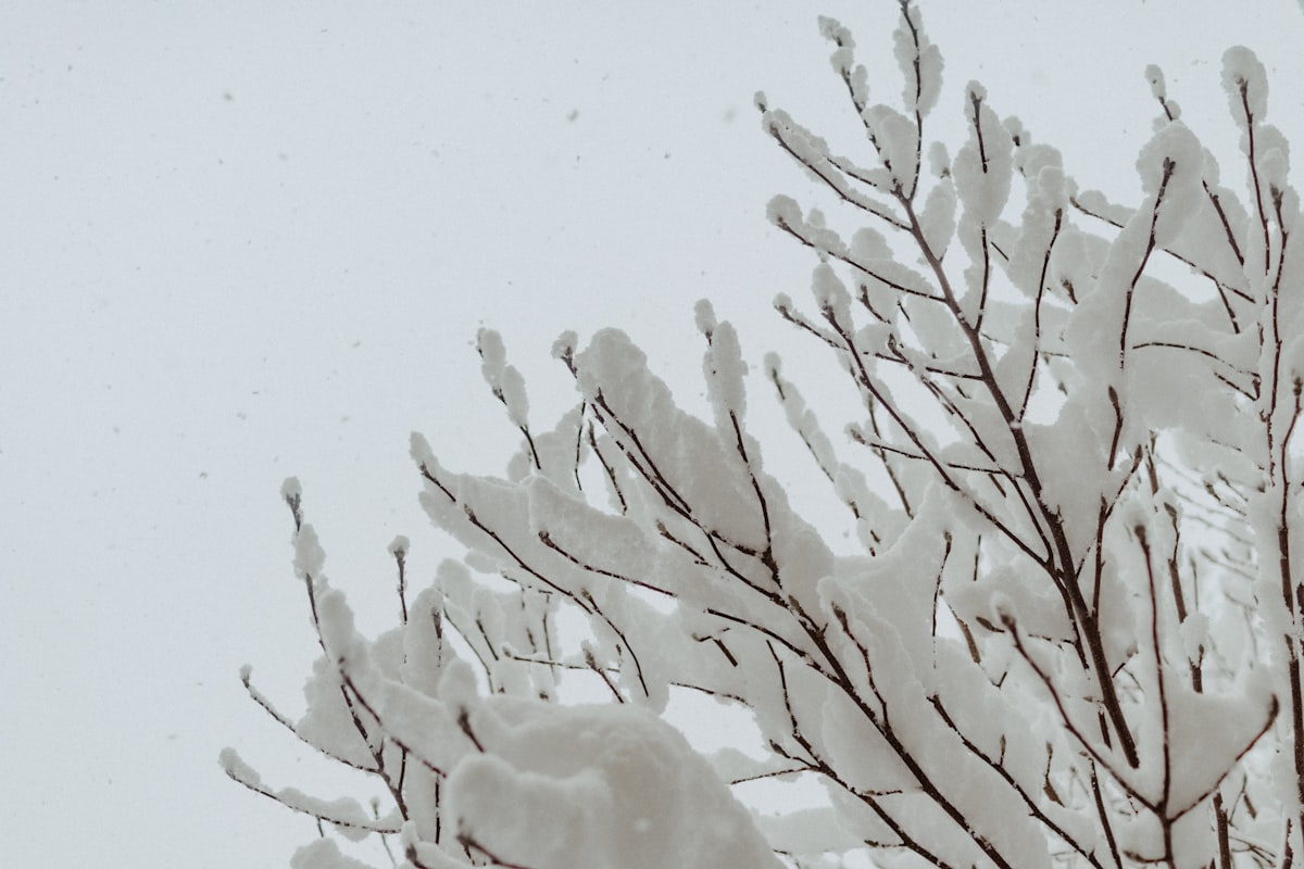 white leaf tree during daytime related to Blanket Covers and Coverlets