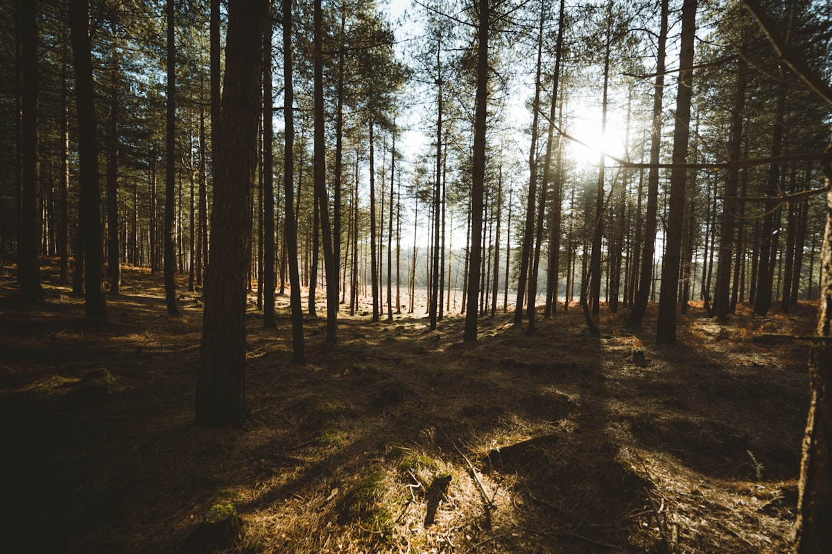 Wide angle forest scene related to Transform Your Space with Woodland Creatures Bedding