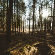 Wide angle forest scene related to Transform Your Space with Woodland Creatures Bedding
