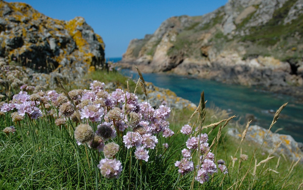 Wild sea thrift at Le Pulec (Stinky Bay), St. Ouen, Jersey, Channel Islands related to Cozy Getaway: Bed and Breakfast in Bay St. Louis, MS