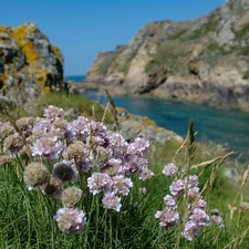 Wild sea thrift at Le Pulec (Stinky Bay), St. Ouen, Jersey, Channel Islands related to Cozy Getaway: Bed and Breakfast in Bay St. Louis, MS