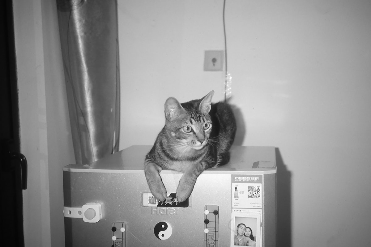 With paws resting gently together, completely at ease. related to The Ultimate Comfort: K&H Thermo-Kitty Heated Cat Bed