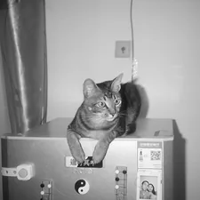 With paws resting gently together, completely at ease. related to The Ultimate Comfort: K&H Thermo-Kitty Heated Cat Bed