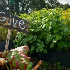 Wooden sign with "give" in a lush garden related to The Benefits and Beauty of Raised Bed Gardens