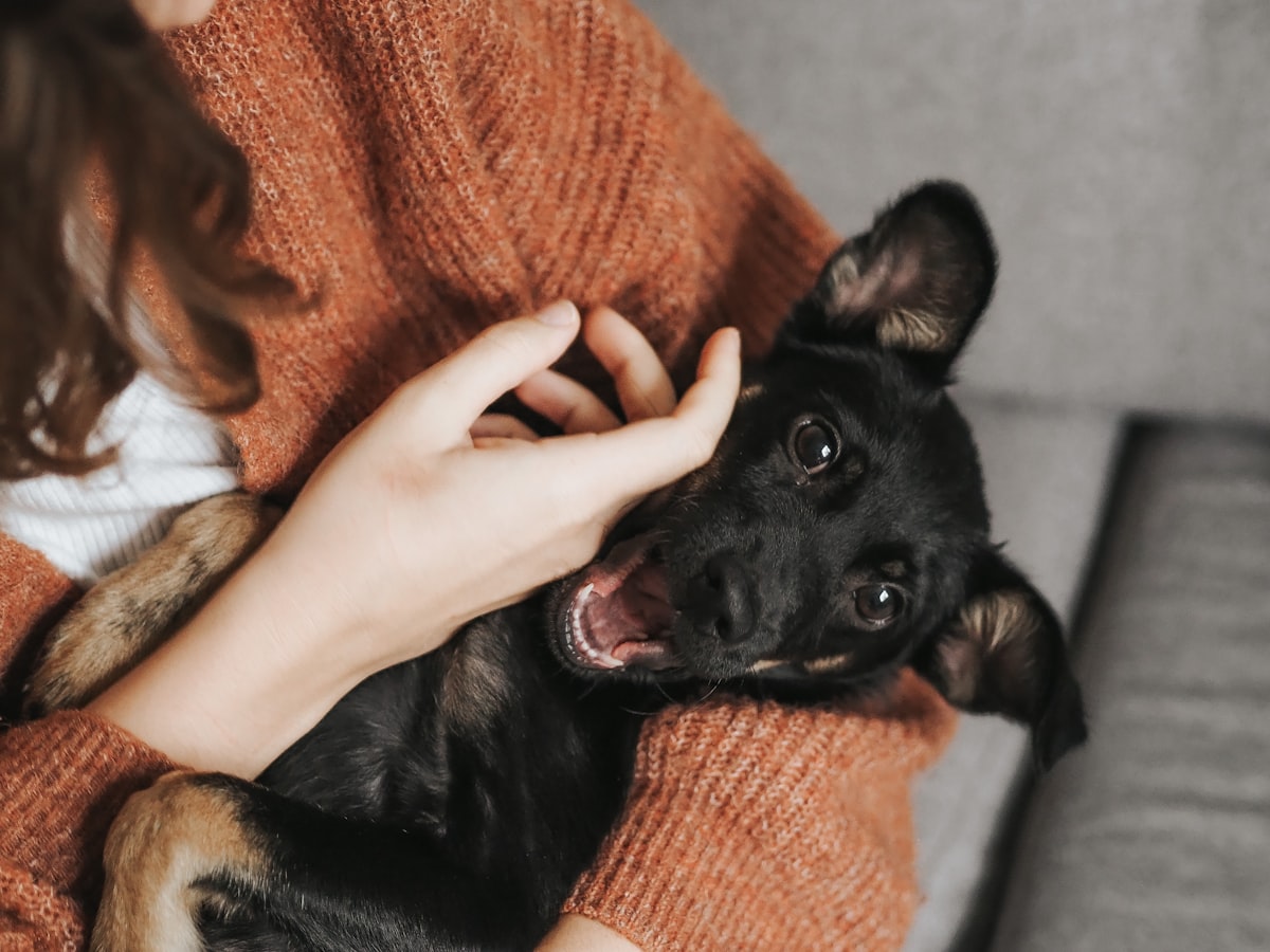Ziggy Stardust related to Pamper Your Pet: The Ultimate Guide to Dog Bed Ramps